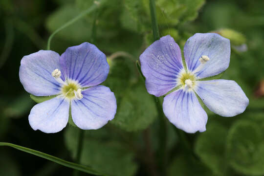 Image of slender speedwell