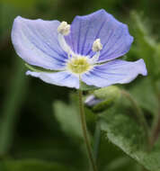 Image of slender speedwell