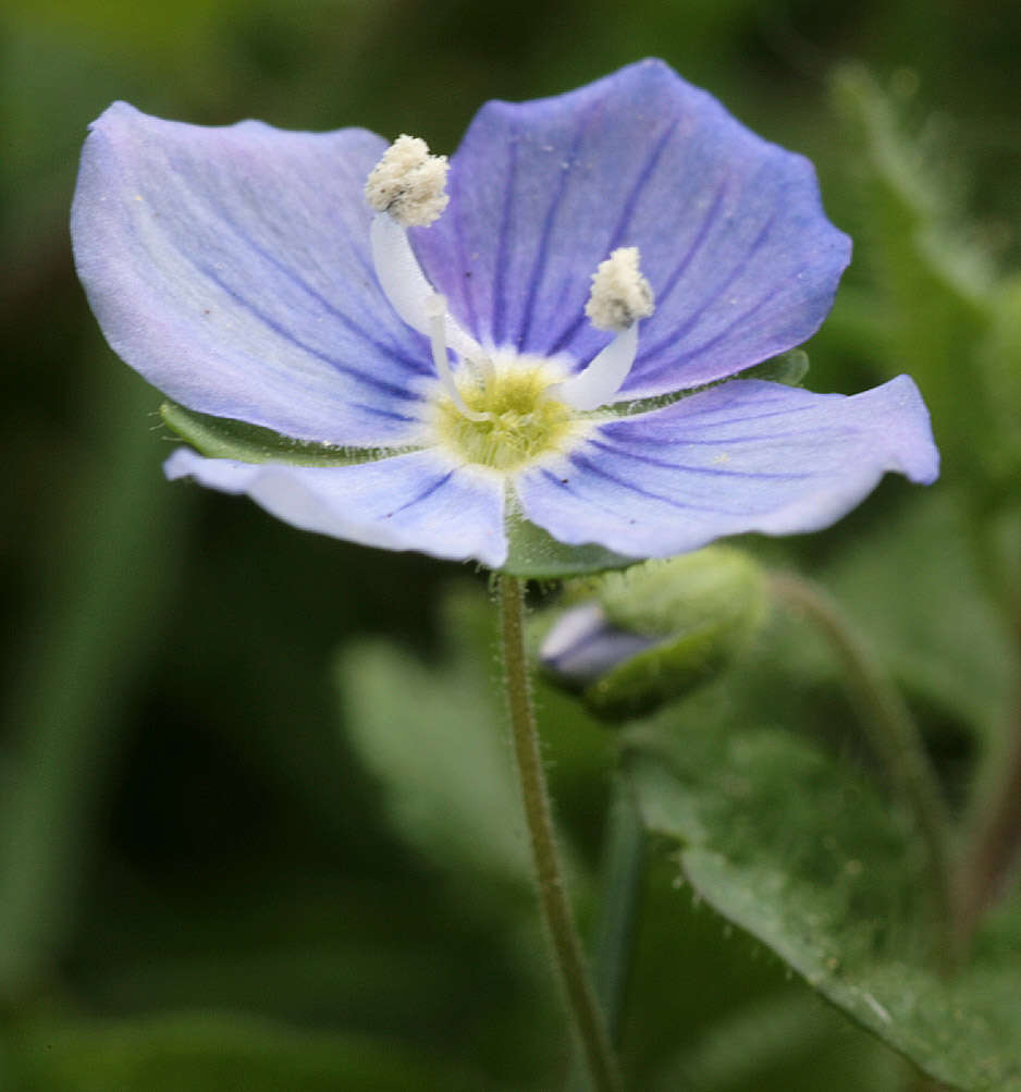 Image of slender speedwell