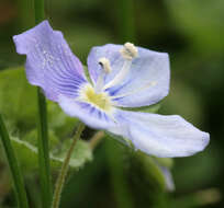 Image of slender speedwell