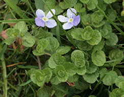 Image of slender speedwell