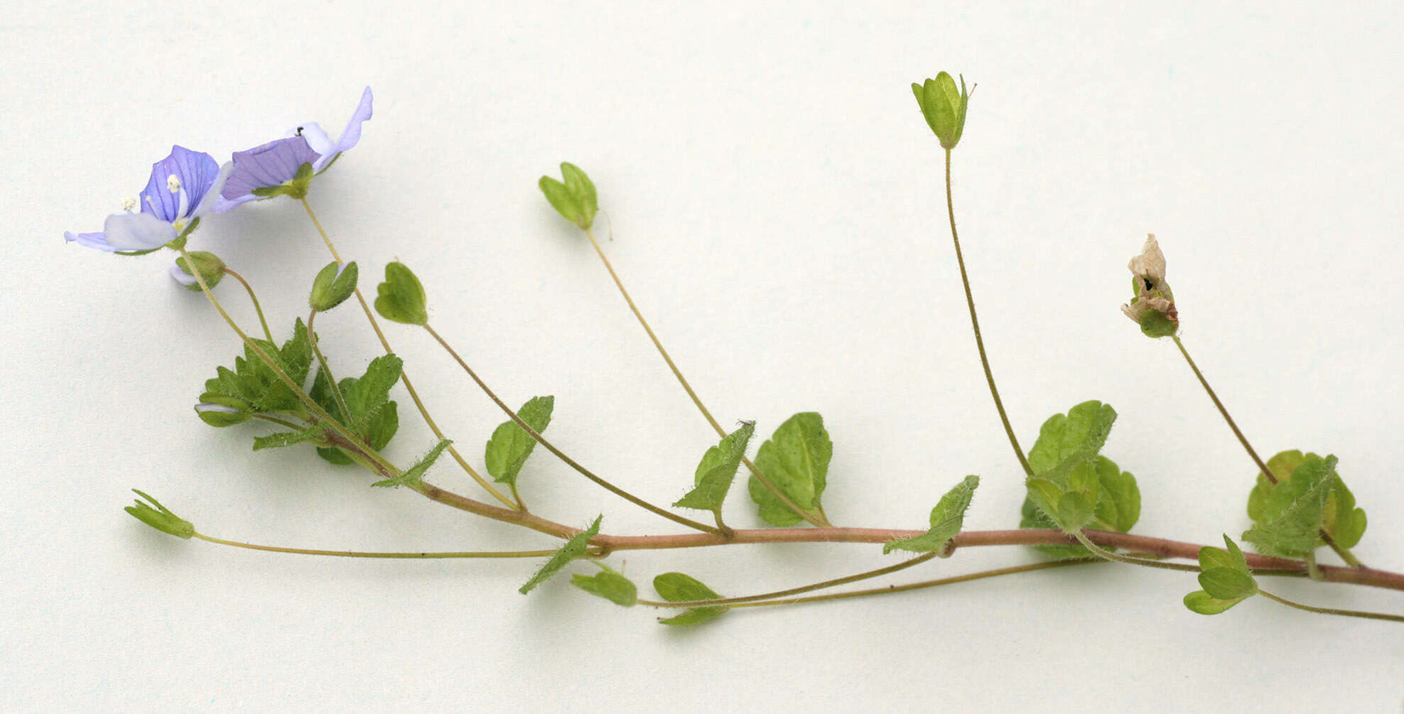 Image of slender speedwell