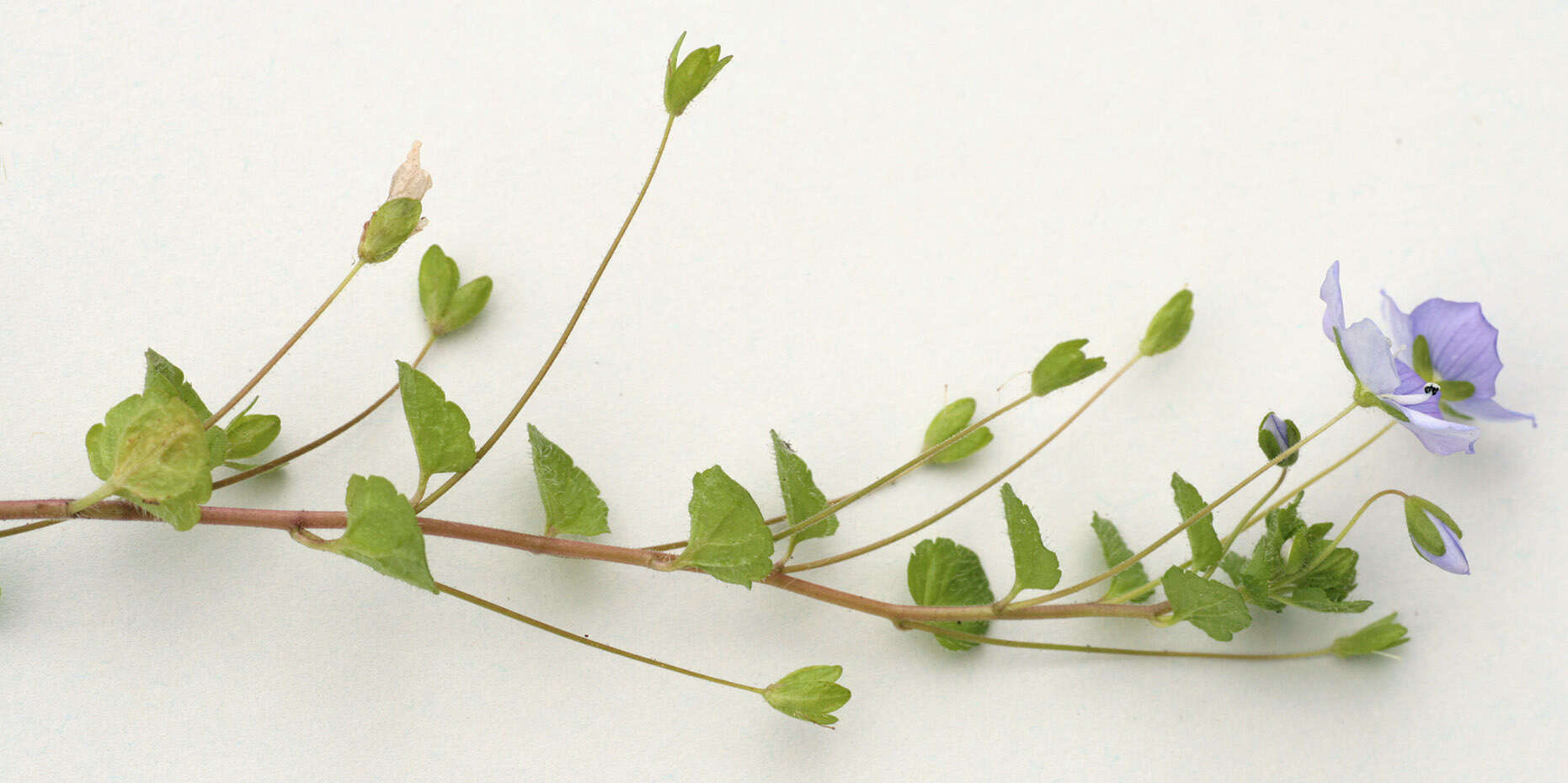 Image of slender speedwell