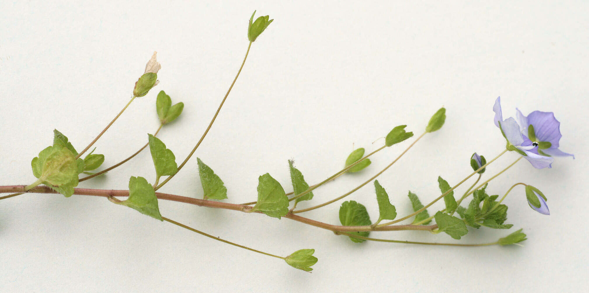 Image of slender speedwell