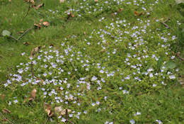 Image of slender speedwell