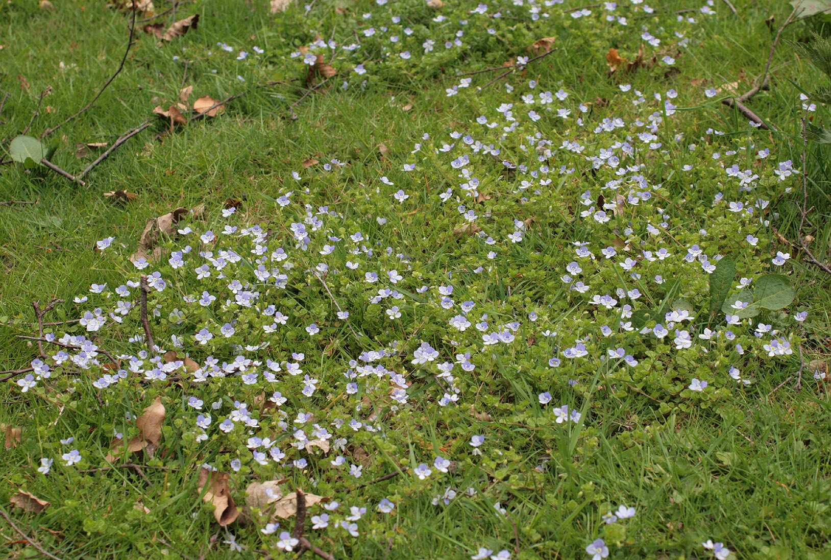 Image of slender speedwell