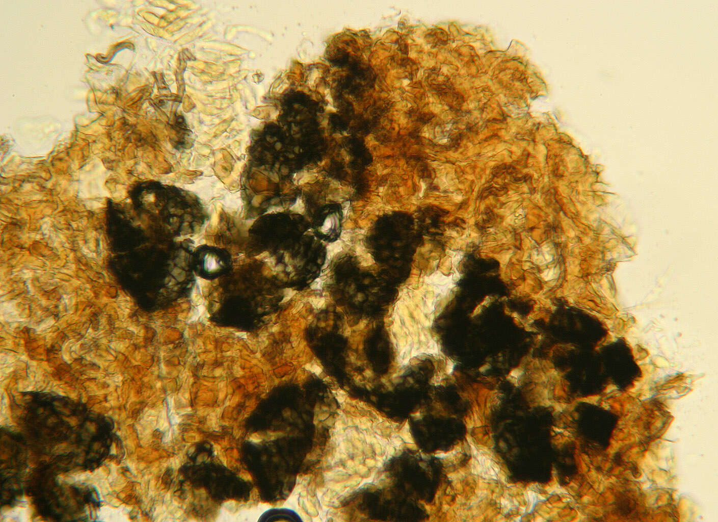 Image of Mycosphaerella rhododendri Feltgen 1901