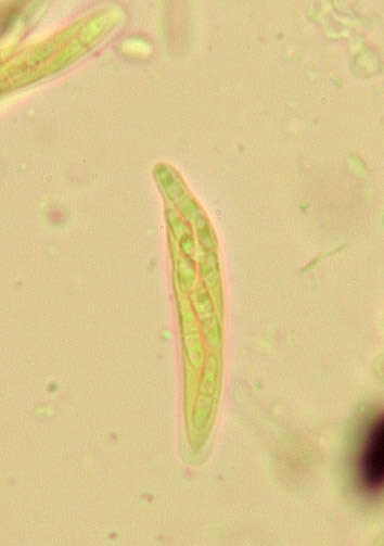 Image of Mycosphaerella rhododendri Feltgen 1901