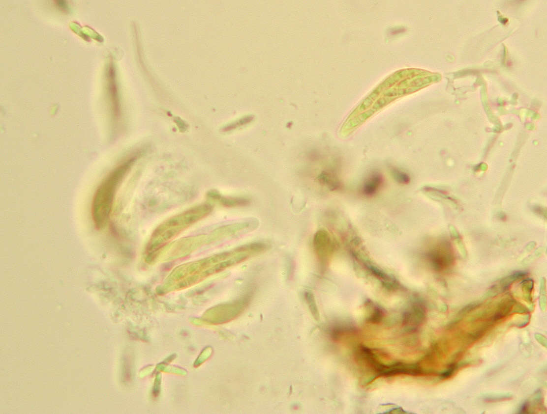 Image of Mycosphaerella rhododendri Feltgen 1901