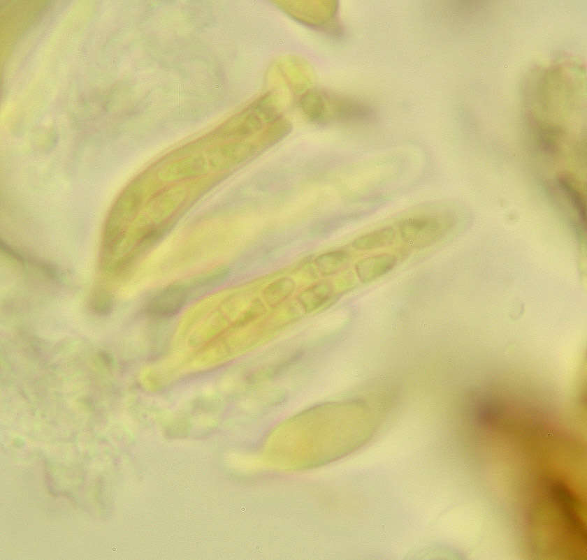 Image of Mycosphaerella rhododendri Feltgen 1901