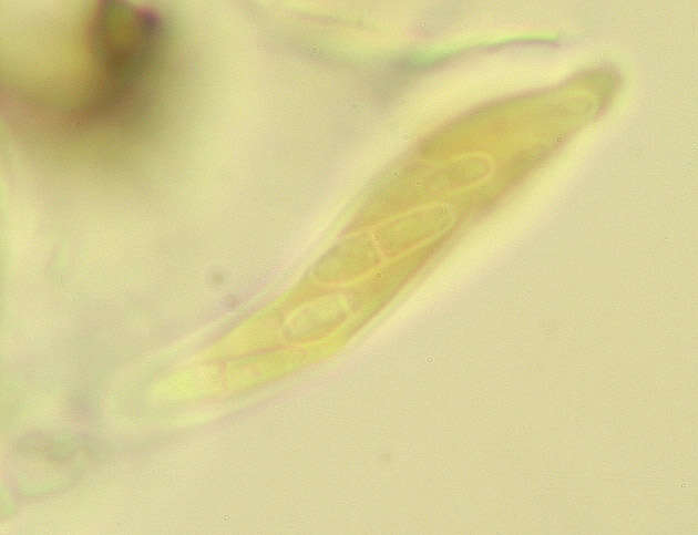 Image of Mycosphaerella rhododendri Feltgen 1901