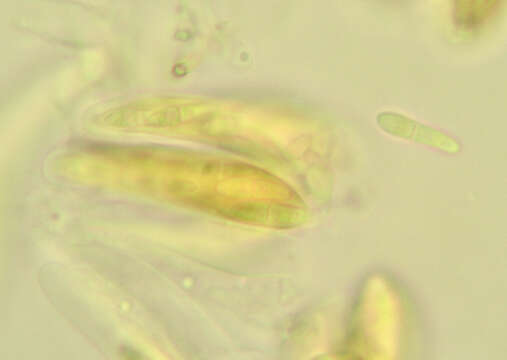 Image of Mycosphaerella rhododendri Feltgen 1901