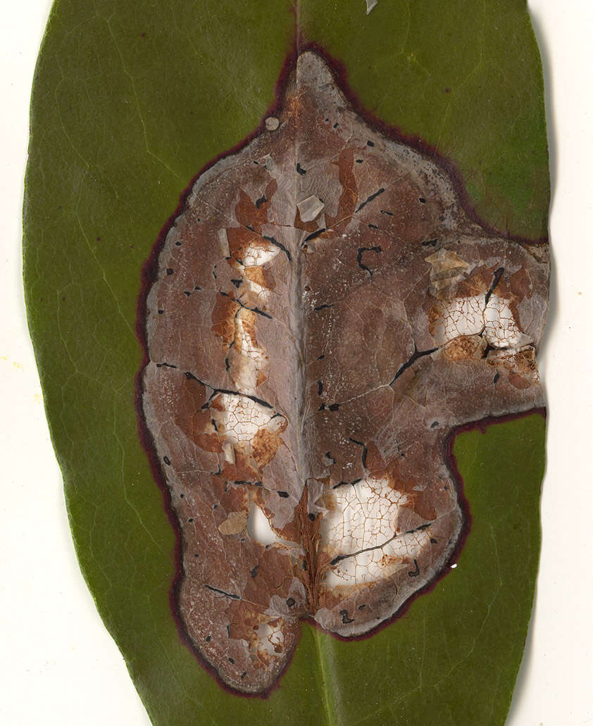 Image of Mycosphaerella rhododendri Feltgen 1901