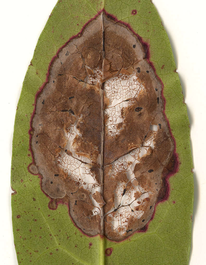 Image of Mycosphaerella rhododendri Feltgen 1901