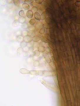 Imagem de Cephalotrichum purpureofuscum (S. Hughes) S. Hughes 1958