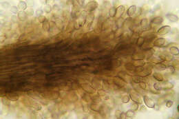 Image of Cephalotrichum purpureofuscum (S. Hughes) S. Hughes 1958