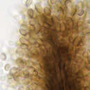 Image of Cephalotrichum purpureofuscum (S. Hughes) S. Hughes 1958