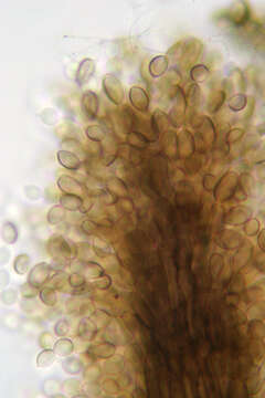 Imagem de Cephalotrichum purpureofuscum (S. Hughes) S. Hughes 1958
