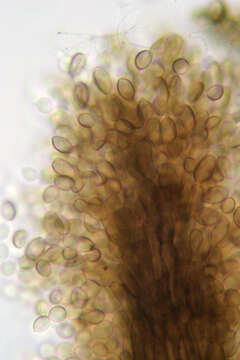 Image of Cephalotrichum purpureofuscum (S. Hughes) S. Hughes 1958