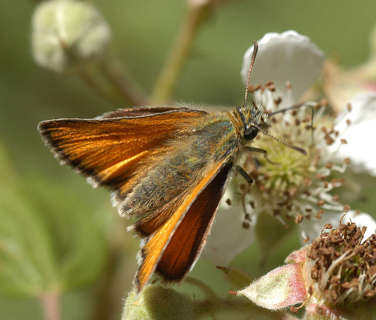 Image of small skipper