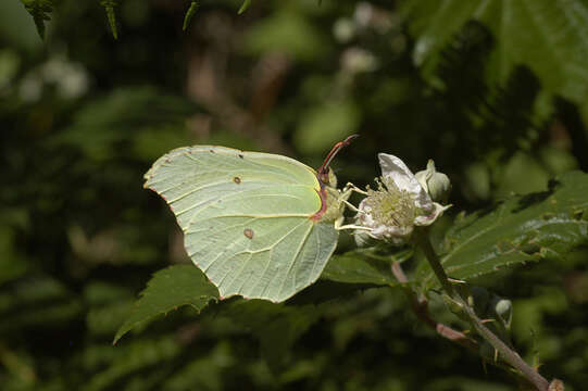 Image of brimstone