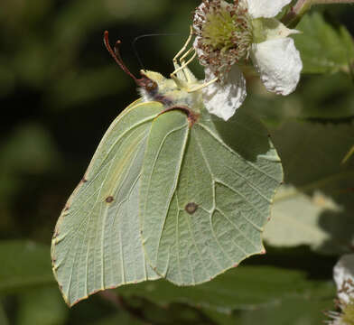 Image of brimstone