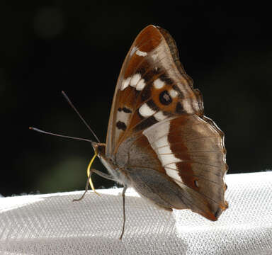 Imagem de Apatura iris Linnaeus 1758