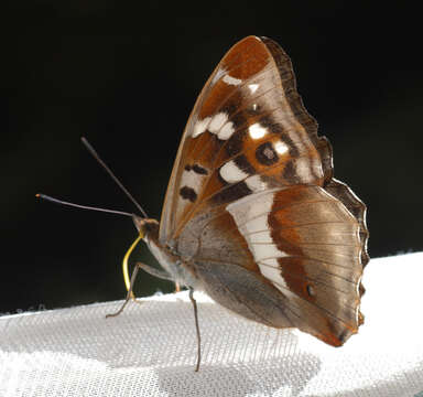 Image of purple emperor