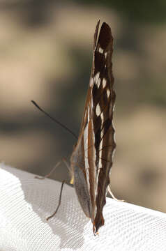 Imagem de Apatura iris Linnaeus 1758