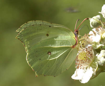 Image of brimstone