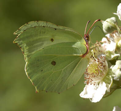 Image of brimstone