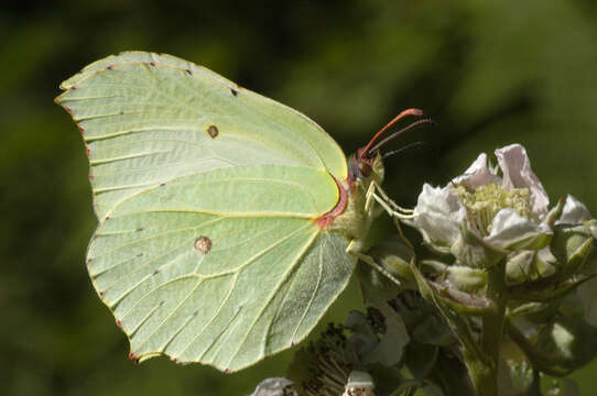 Image of brimstone