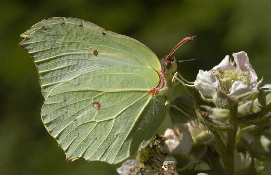 Image of brimstone