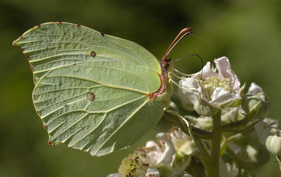 Image of brimstone