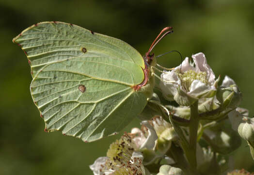 Image of brimstone