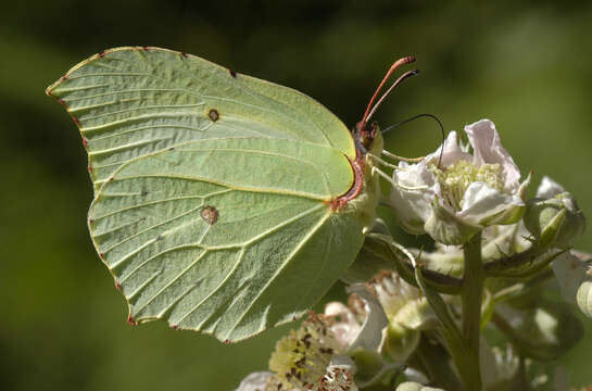 Image of brimstone