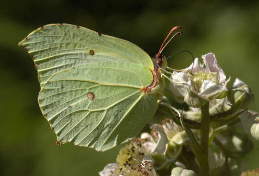 Image of brimstone