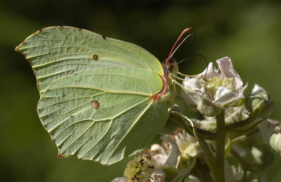 Image of brimstone