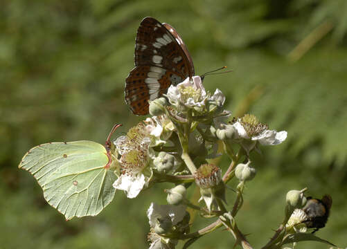 Image of white admiral