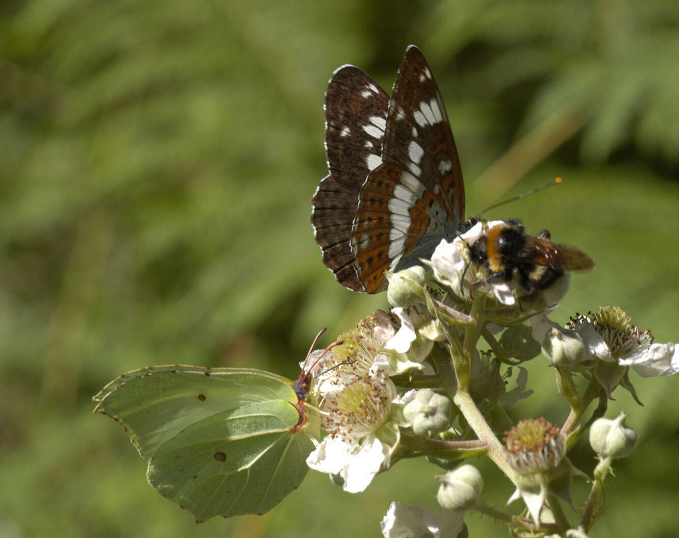 Image of white admiral