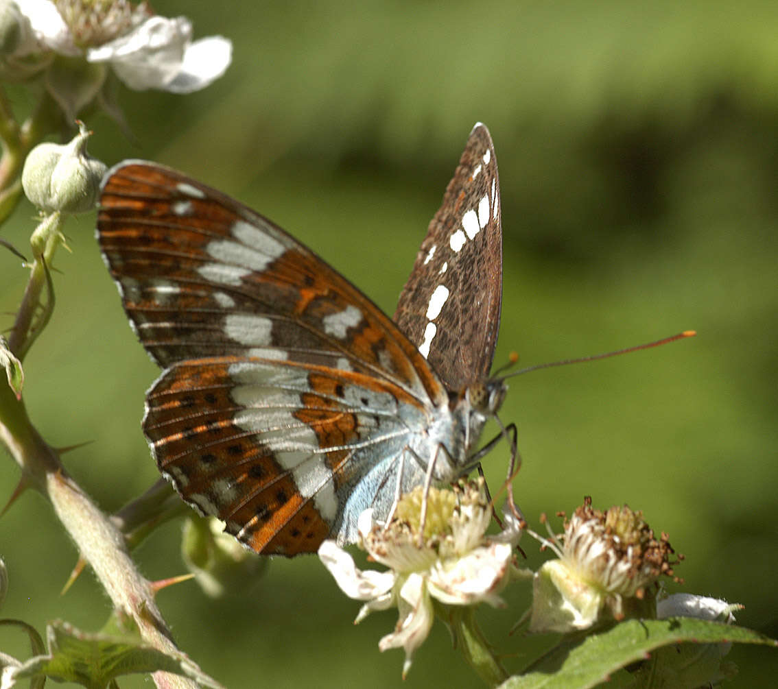 Image of white admiral