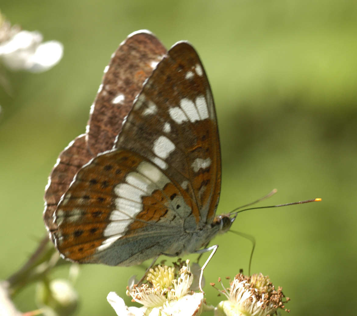 Image of white admiral