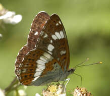 Image of white admiral