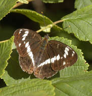 Image of white admiral