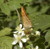 Imagem de Argynnis paphia Linnaeus 1758