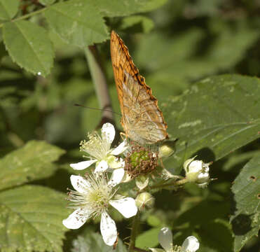 Imagem de Argynnis paphia Linnaeus 1758