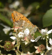 Imagem de Argynnis paphia Linnaeus 1758