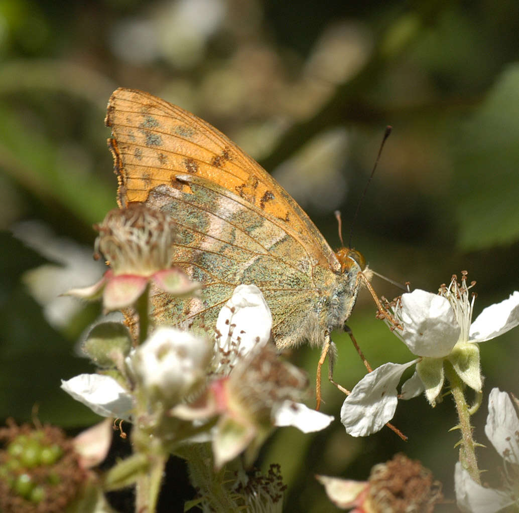 Imagem de Argynnis paphia Linnaeus 1758