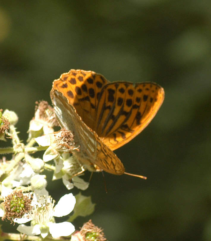 Imagem de Argynnis paphia Linnaeus 1758