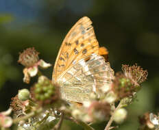 Imagem de Argynnis paphia Linnaeus 1758